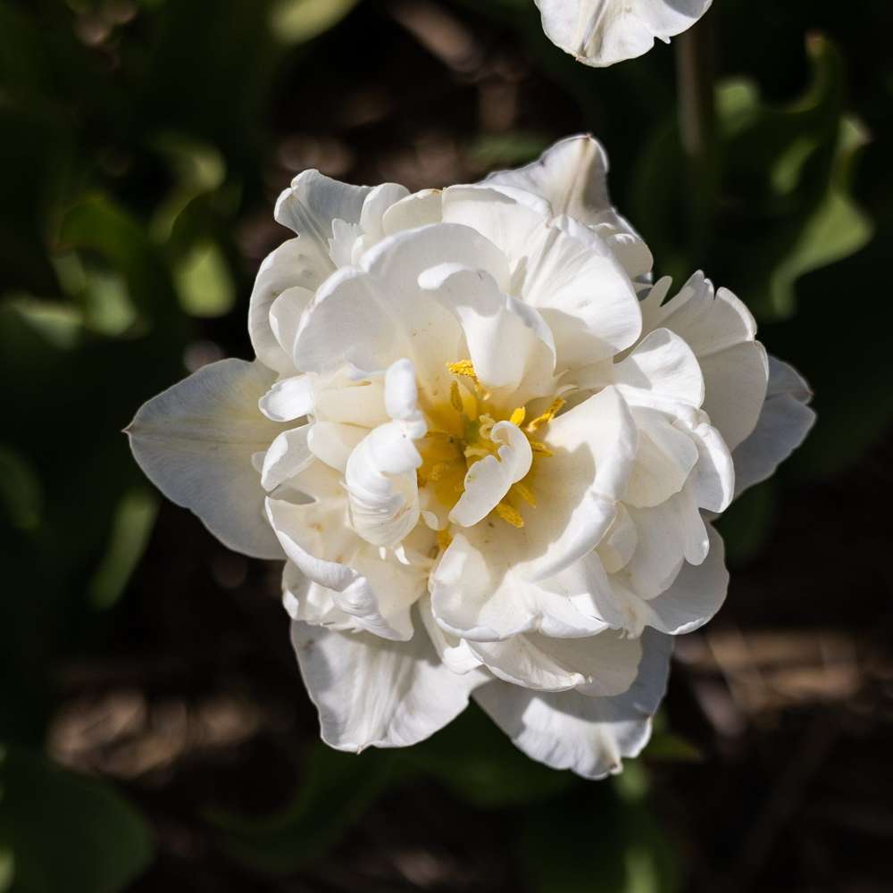 Tulipan 'Mount Tacoma'